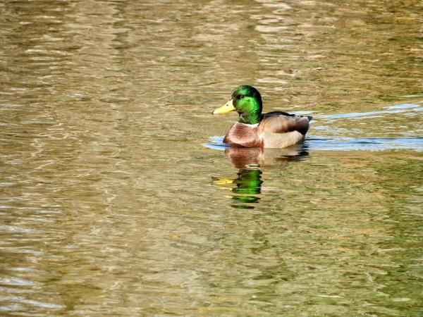 Oiseau (Canard Colvert) 751