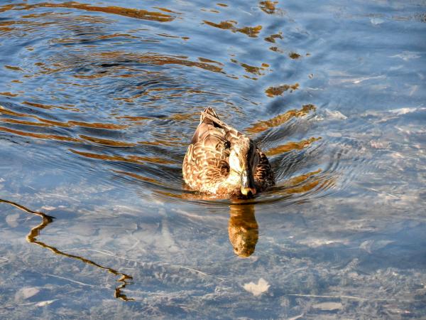 Oiseau (Canard Colvert) 753