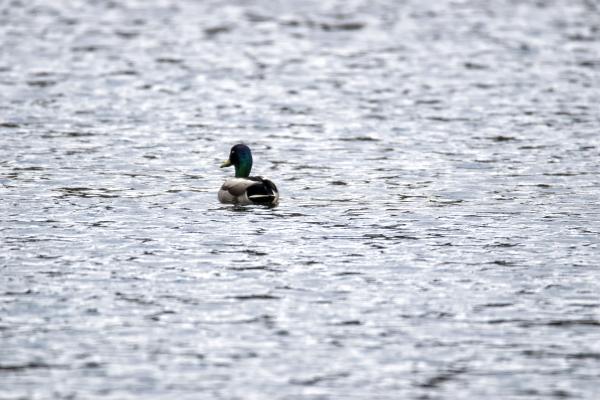 Oiseau (Canard Colvert) 761