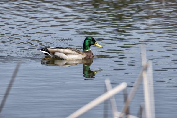 Oiseau (Canard Colvert) 770