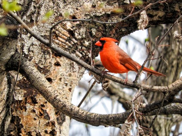 Oiseau (Cardinal Rouge) 123