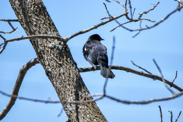 Oiseau (Carouge À Épaulettes) 615