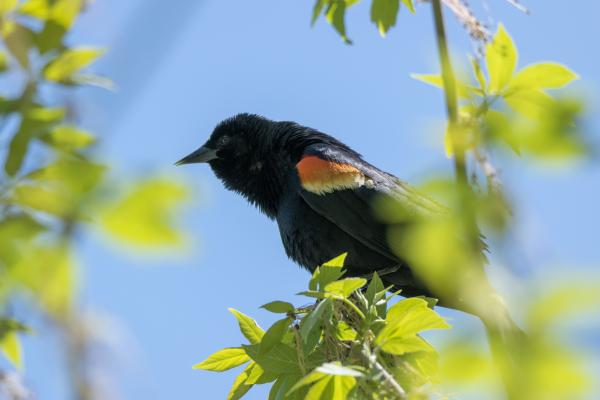 Oiseau (Carouge À Épaulettes) 702