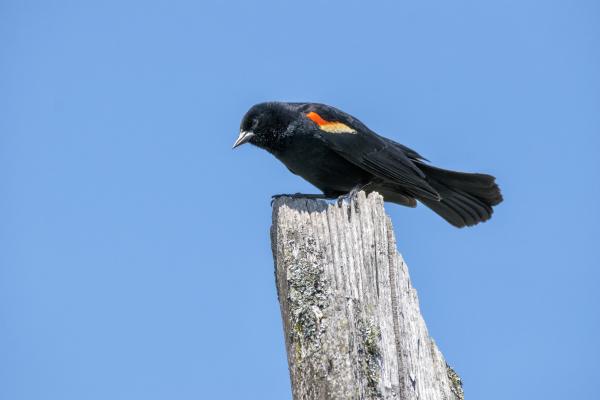 Oiseau (Carouge À Épaulettes) 714