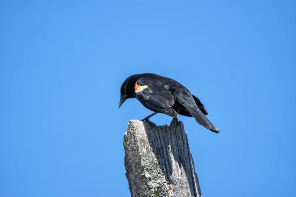 Oiseau (Carouge À Épaulettes) 735
