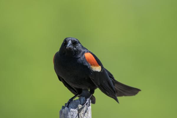 Oiseau (Carouge À Épaulettes) 739