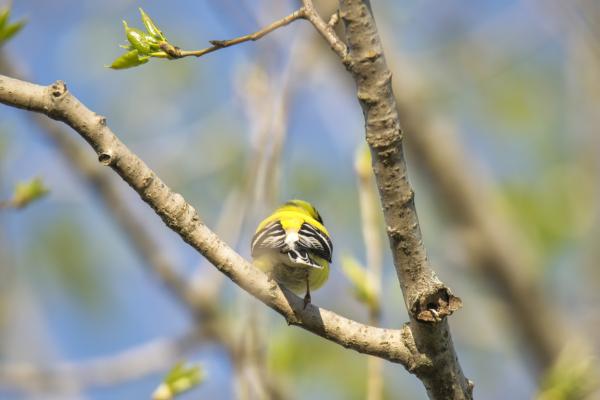 Oiseau (Chardonneret Jaune) 221
