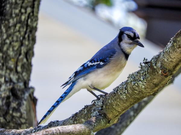 Oiseau (Geai Bleu) 088