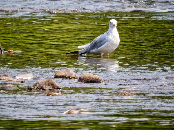 Oiseau (Goéland À Bec Cerclé) 046