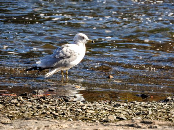 Oiseau (Goéland À Bec Cerclé) 055