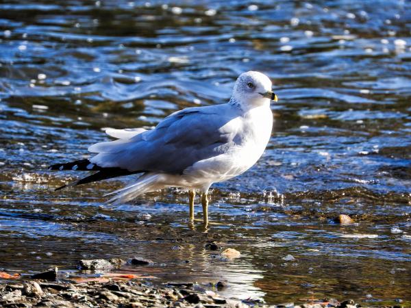Oiseau (Goéland À Bec Cerclé) 057