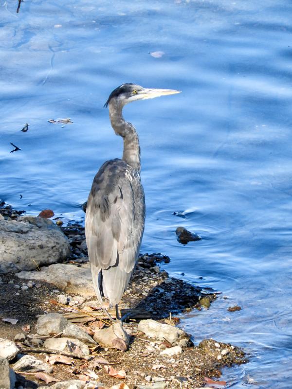 Oiseau (Grand Héron) 124