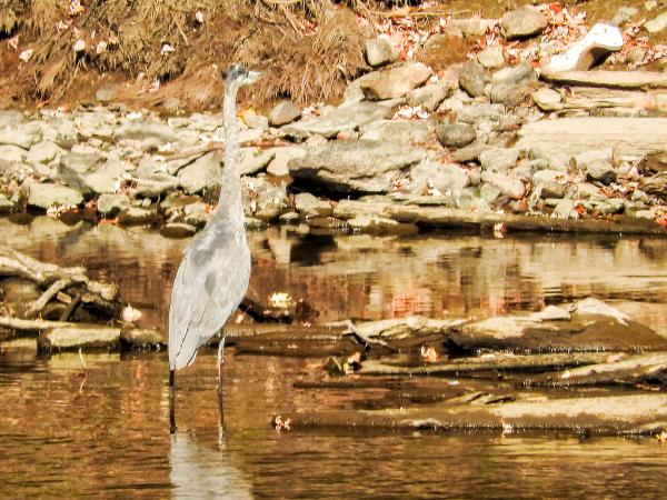 Oiseau (Grand Héron) 128