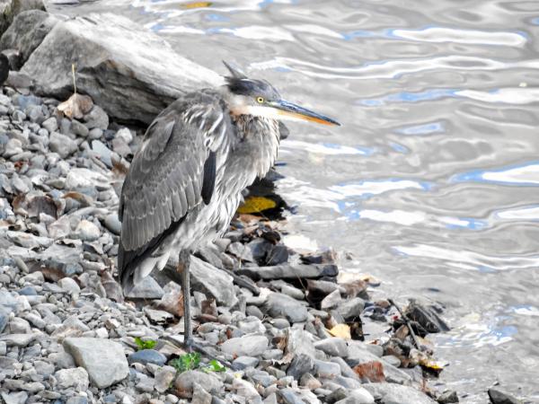 Oiseau (Grand Héron) 132