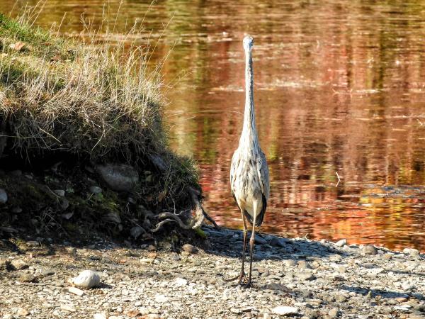 Oiseau (Grand Héron) 142