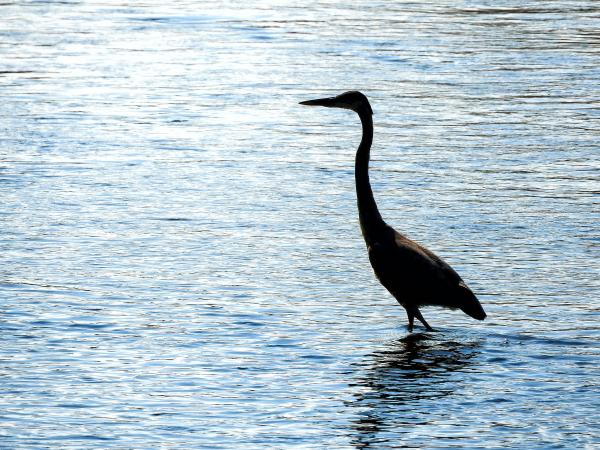 Oiseau (Grand Héron) 180
