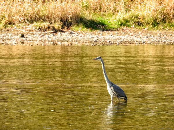Oiseau (Grand Héron) 200