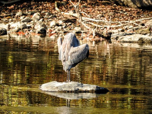 Oiseau (Grand Héron) 210