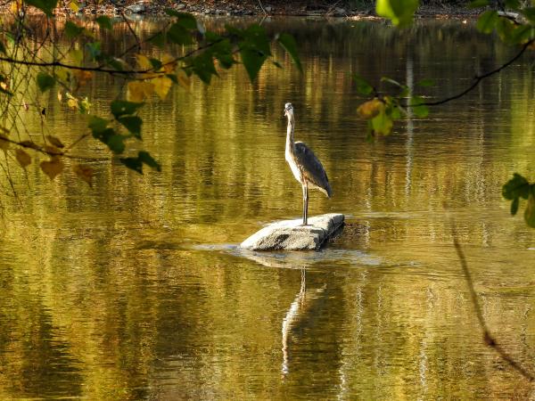Oiseau (Grand Héron) 239
