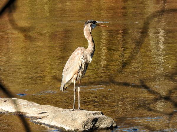 Oiseau (Grand Héron) 243