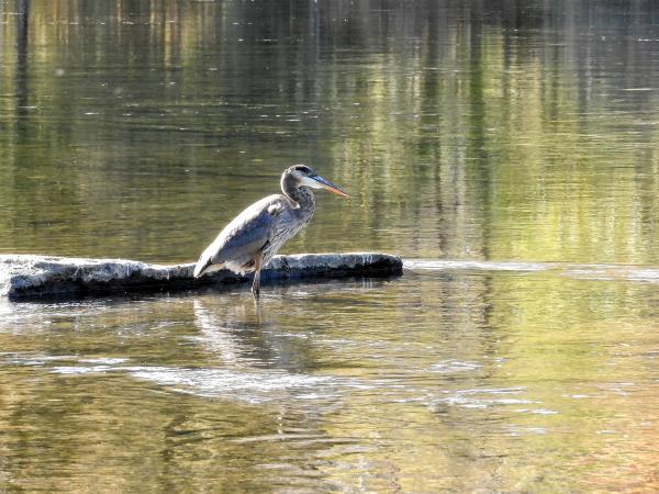 Oiseau (Grand Héron) 246