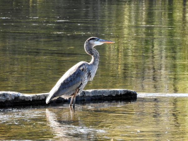 Oiseau (Grand Héron) 247