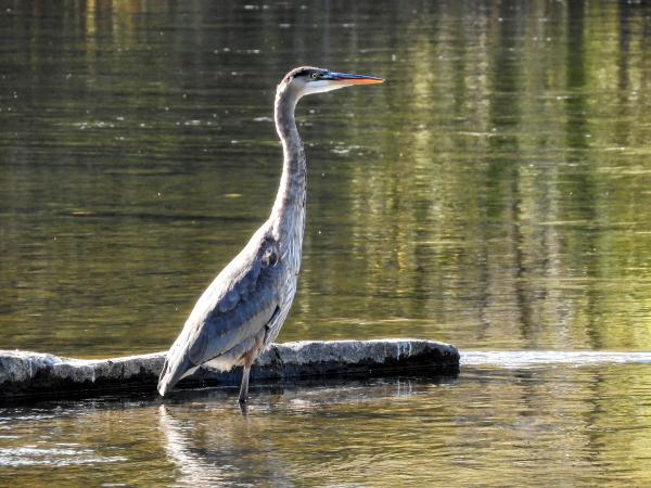 Oiseau (Grand Héron) 248