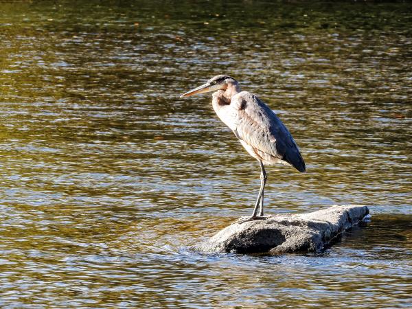 Oiseau (Grand Héron) 270