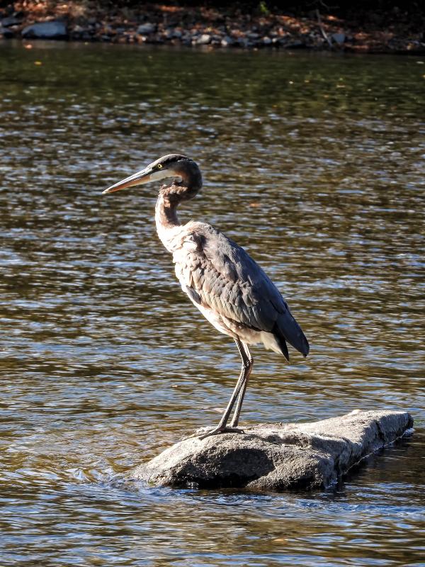 Oiseau (Grand Héron) 271