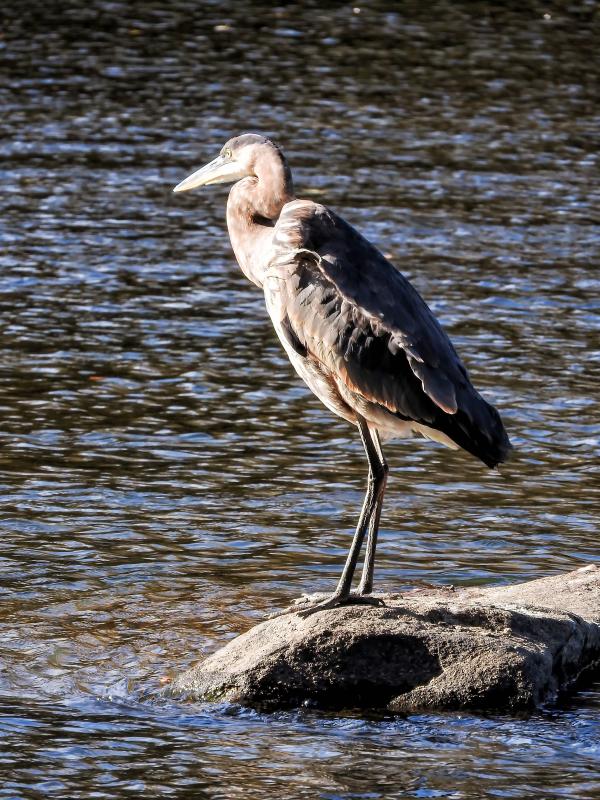 Oiseau (Grand Héron) 272