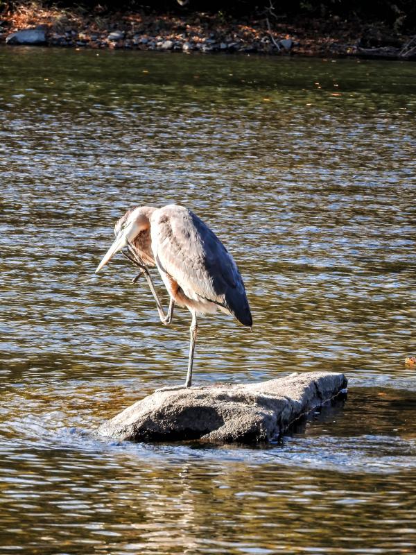 Oiseau (Grand Héron) 275