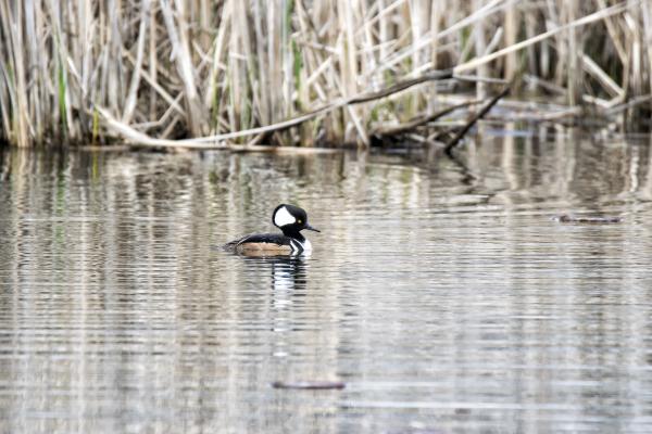 Oiseau (Harle Couronné) 071