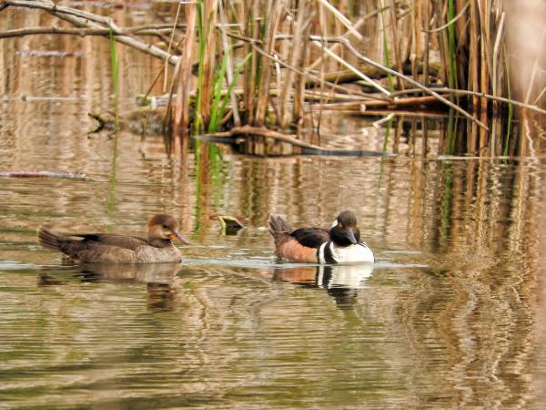 Oiseau (Harle Couronné) 078