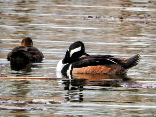 Oiseau (Harle Couronné) 079