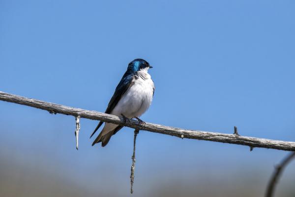 Oiseau (Hirondelle Bicolore) 277