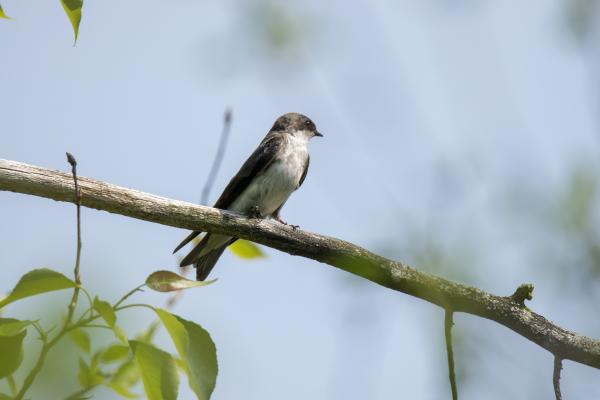 Oiseau (Hirondelle Bicolore) 304