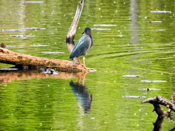 Oiseau (Héron Vert) 1105