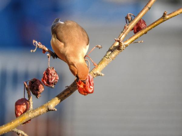 Oiseau (Jaseur D'Amérique) 460