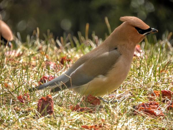 Oiseau (Jaseur D'Amérique) 482