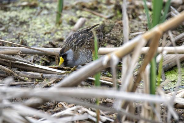 Oiseau (Marouette De Caroline) 019