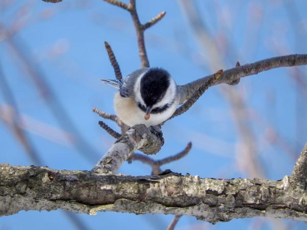 Oiseau (Mésange À Tête Noire) 173