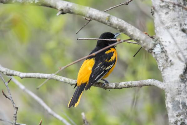 Oiseau (Oriole De Baltimore) 111