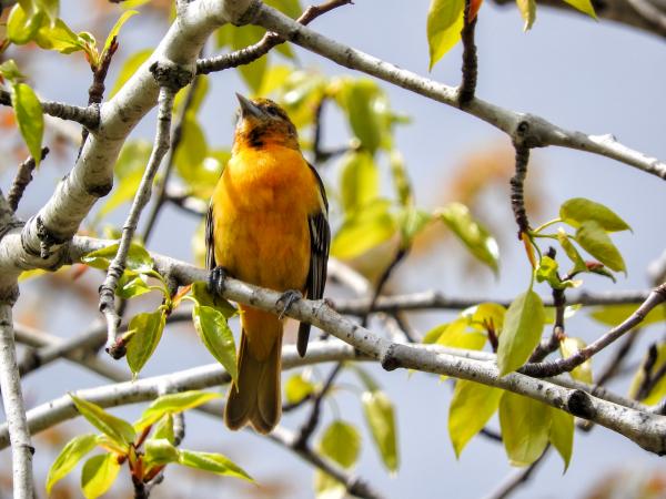 Oiseau (Oriole De Baltimore) 130