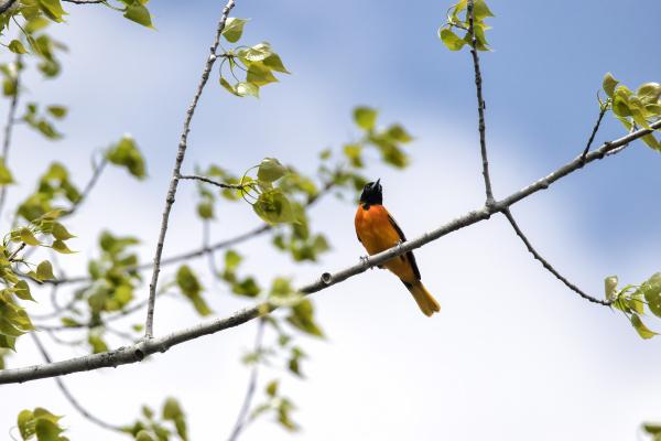 Oiseau (Oriole De Baltimore) 147