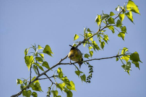 Oiseau (Oriole De Baltimore) 234