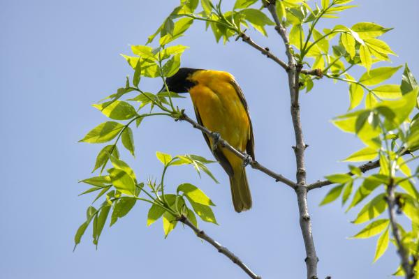 Oiseau (Oriole De Baltimore) 310