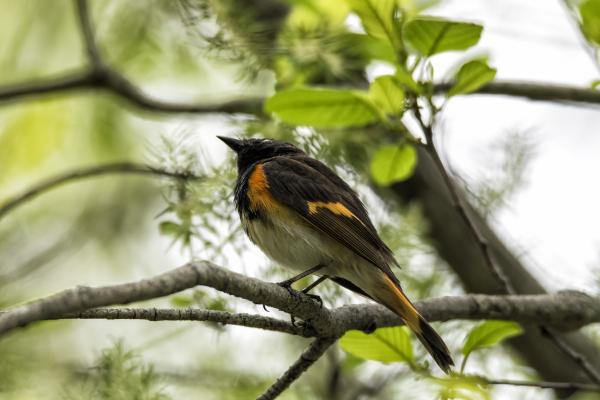 Oiseau (Paruline Flamboyante) 045
