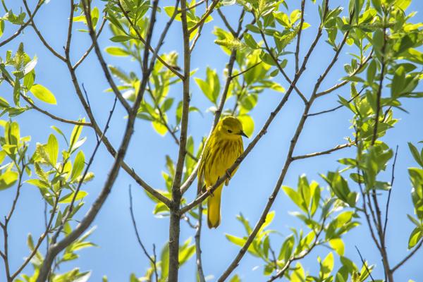 Oiseau (Paruline Jaune) 176