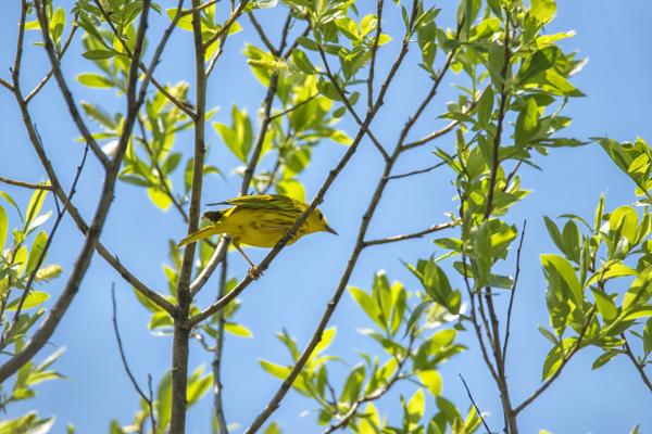 Oiseau (Paruline Jaune) 177