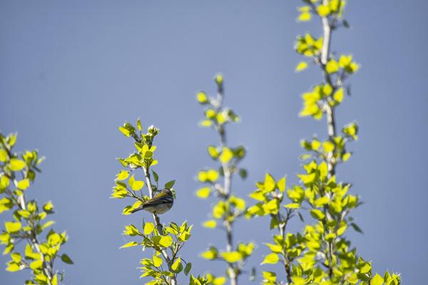 Oiseau (Paruline À Collier) 004